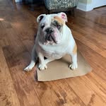 Stacey Ayres - @winston_5star - Instagram