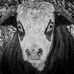 Stacy Babbs - Facebook