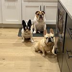 Stacy Baum - @bullies.frenchies - Instagram