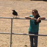 Stacy Berger - @saddlesandsoles - Instagram