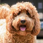 Stacey Blank - @harry_thecockapoo21 - Instagram