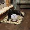 Kyra the Bad Dog - @stacybond79 - TikTok
