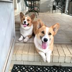 Stacy Booth - @southerncorgi - Instagram