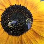 Stacy Bruno - @spacemtndogs - Instagram