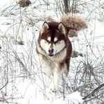 Stacy Buchanan - @talktothepawdetroit - Instagram