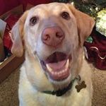 Stacey Denovchik Buckner - @denovchikbuckner - Instagram