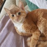 Stacy Burch - @sixfurryhousemates - Instagram