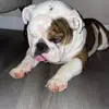 Hank_The Tank - @stacy_chapman - TikTok