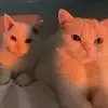 stcy - @chavez.stacy1 - TikTok