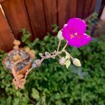 Stacy Connell Ito - @stacyito - Instagram