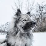 Stacy Cormier - @ponchothekeeshond - Instagram