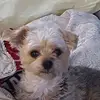 Stacy DeVries Cross - @flipflops_momma - TikTok