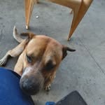 Stacey Dobbs - @dobbs2933 - Instagram