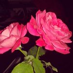 Stacey Doonan - @doonanstacey - Instagram
