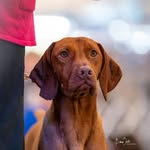 Stacey Eberhart - @woodbineshowdogs - Instagram