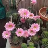 Stacy Ellison - @stacy.ellison7 - TikTok