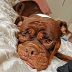 Stacy the Old English Bulldog - @stacytheoeb - Instagram