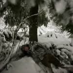 moose - @mattiasstacyfraser - Instagram