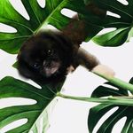 Stacey Friedlander - @floofsnfoliage - Instagram