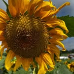 Stacey Katz Friedlander - @orange044 - Instagram