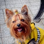 Stacy the yorkshire terrier - @stacy.goodgirl - Instagram