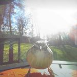 Stacy Irick Hacker - @utkroxy - Instagram