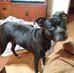Stacy Handy - Facebook