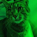 Stacy Hartman - @stacyhartman61 - Instagram
