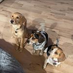 Stacy Hartman Glaser - @stacyglaser717 - Instagram