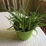 Stacy Hoffman - @stacyhoffman8985 - Instagram