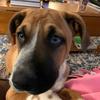 Stacy Hopper-Groves - @henry_the_dog200 - TikTok