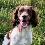 Stacy-Jayne Gudgin - @nelly_spaniel - Instagram