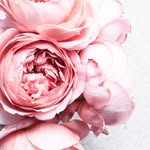 stacy jepsen - @jepsen_g1rl - Instagram