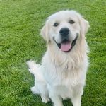 Staci Kelsey - @maverick_thetopdog - Instagram