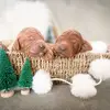 Velvet_Poodles - @stacykuba - TikTok