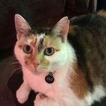 Stacy Lear - @polyglotinpink - Instagram