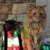 Stacy Lotz Huber - @prettykitty0108 - TikTok