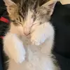 stacymarra - @meeshathekitten - TikTok