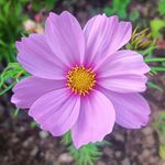 Stacey McGann - @staceymcgann - Instagram