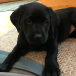 Stacy Monaco - @midgetheblacklab - Instagram