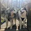 stacy-monaco - @stacy030796 - TikTok