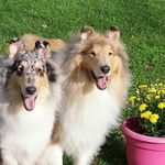 Stacy Monahan - @knockshanbo_collies - Instagram