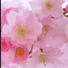 kev hlub - @stacymoua585 - TikTok
