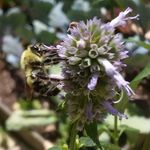 Stacy Padgett - @2bitsybugs - Instagram