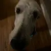 paris.stacy - @paris.stacy - TikTok