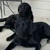stacyparis24 - @rocky_and_duke - TikTok