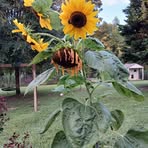 Stacy Parks - Facebook