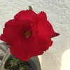 stacyreichert605 - @stacyreichert605 - TikTok
