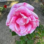 Stacy Schreiber - @latteelover4 - Instagram