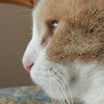 Stacie Seltzer - @cococat16 - Instagram